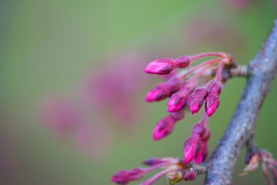 Prunus subhirtella 'Pendula' - višeň chloupkatá - pupen květ